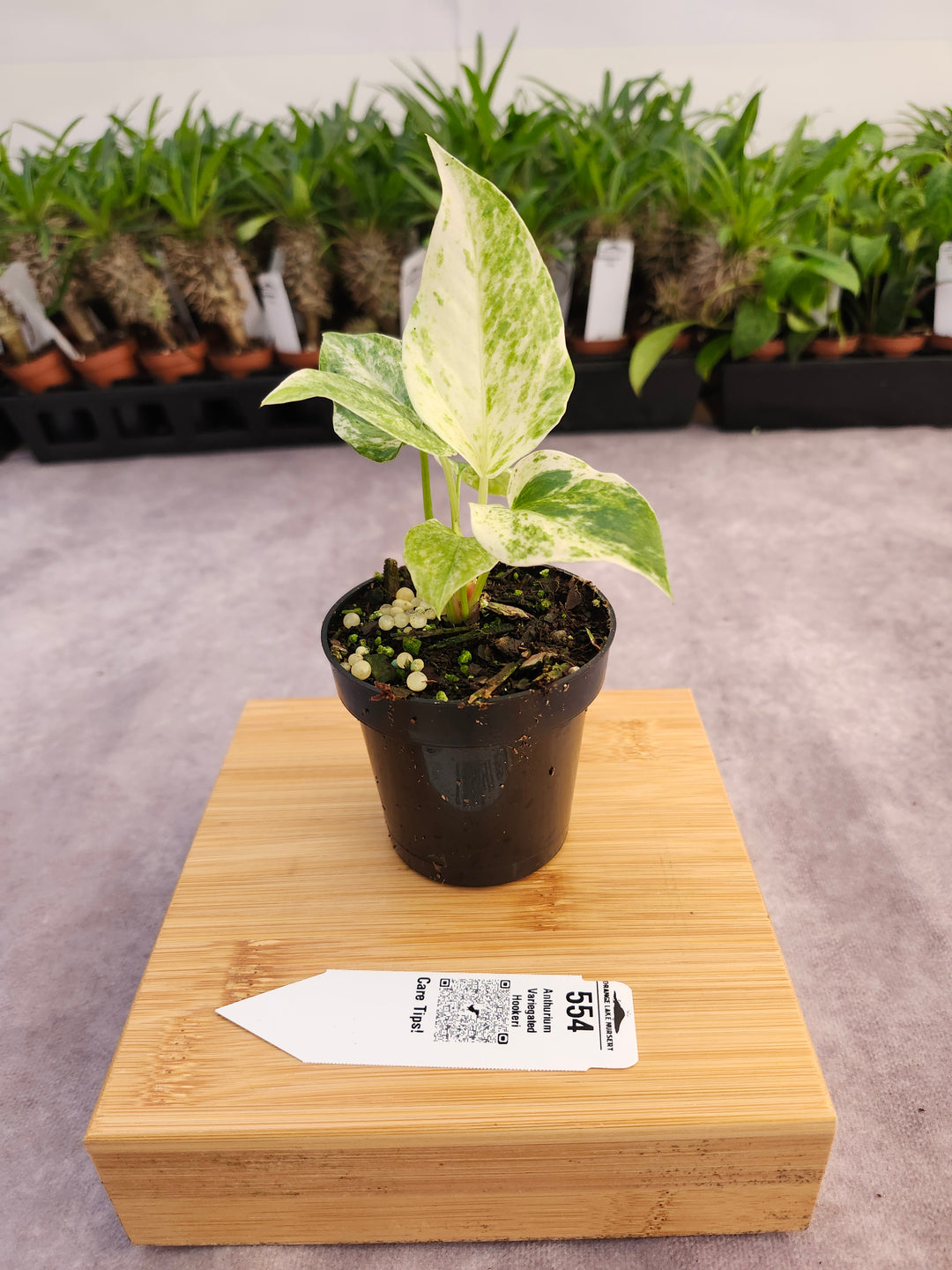 Anthurium Variegated Hookeri (3in)- 554