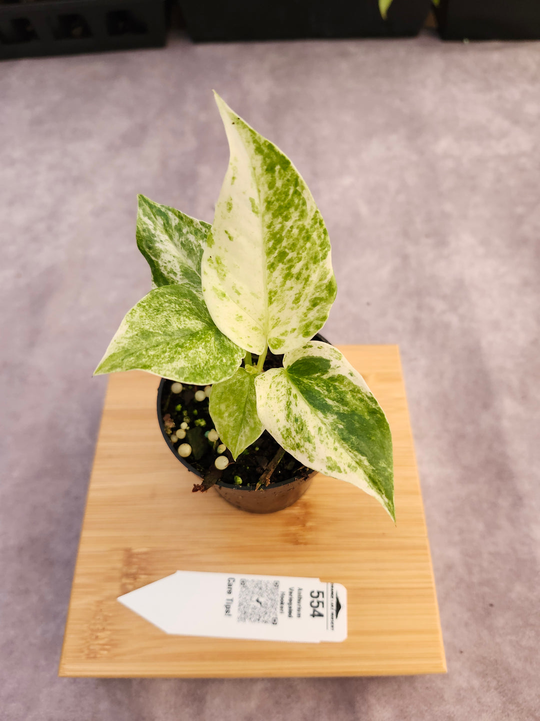 Anthurium Variegated Hookeri (3in)- 554