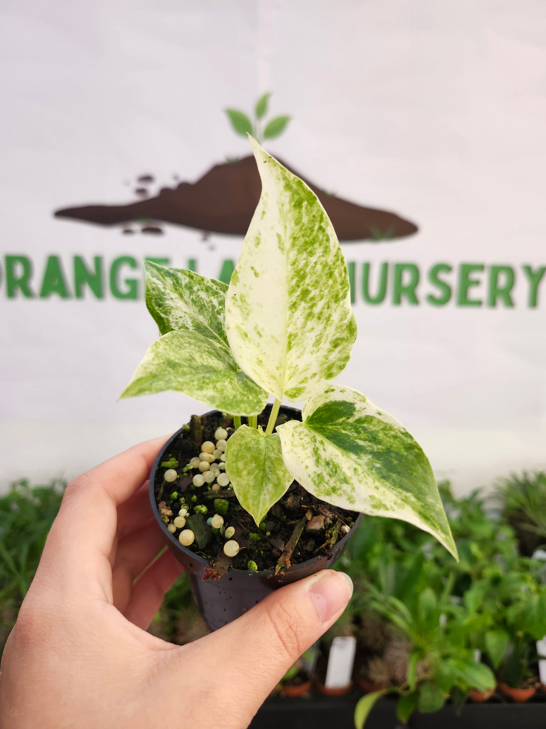 Anthurium Variegated Hookeri (3in)- 554