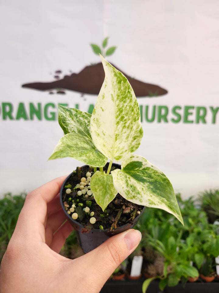 Anthurium Variegated Hookeri (3in)- 554