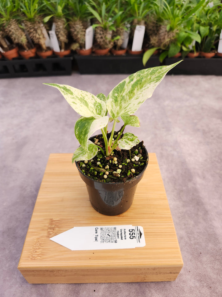 Anthurium Variegated Hookeri (3in)- 555