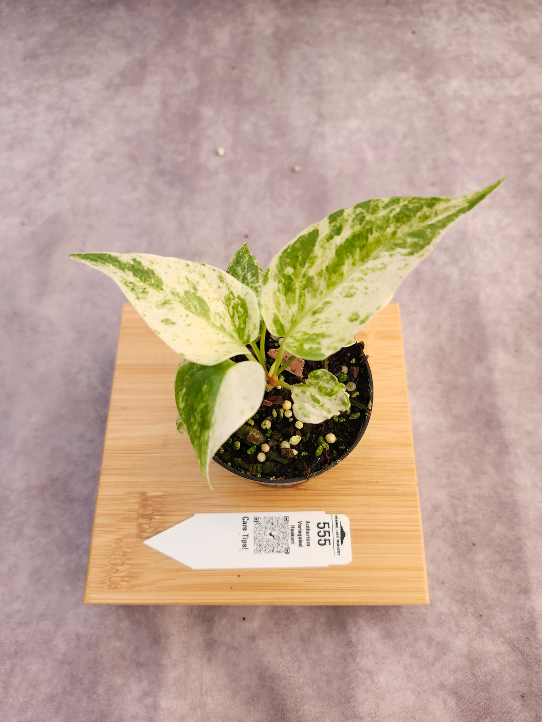 Anthurium Variegated Hookeri (3in)- 555