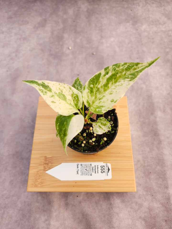 Anthurium Variegated Hookeri (3in)- 555