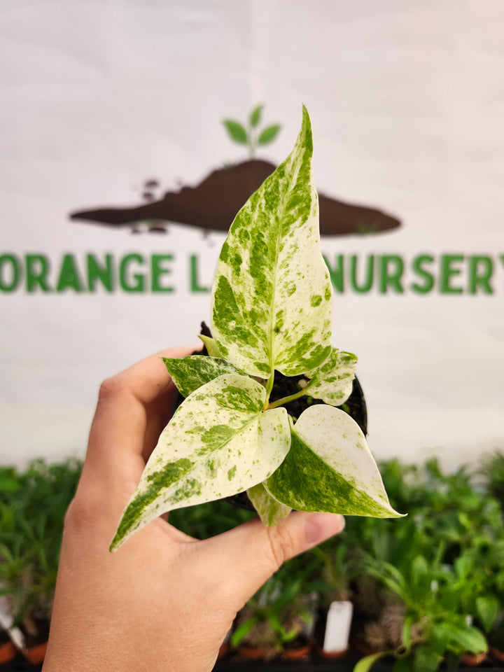 Anthurium Variegated Hookeri (3in)- 555