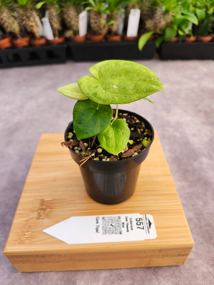 Anthurium Dark Phoenix Mint (3in) - 557