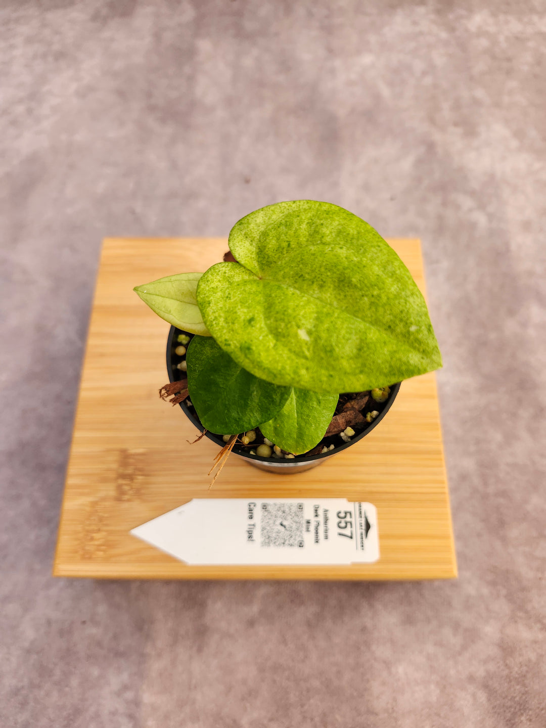 Anthurium Dark Phoenix Mint (3in) - 557