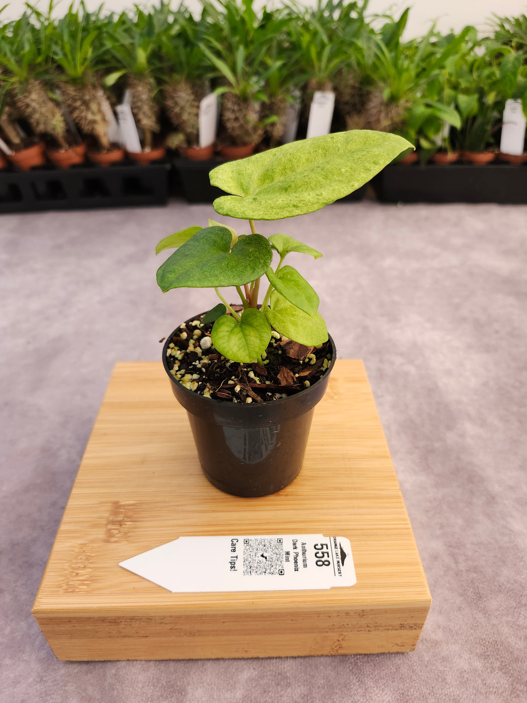 Anthurium Dark Phoenix Mint (3in) - 558