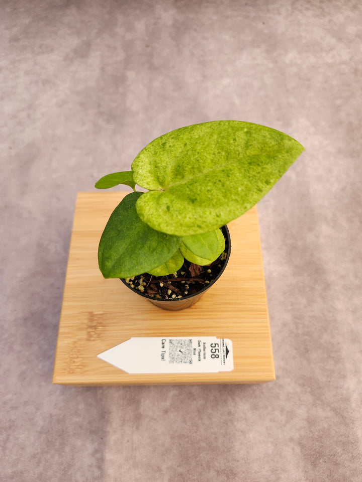 Anthurium Dark Phoenix Mint (3in) - 558