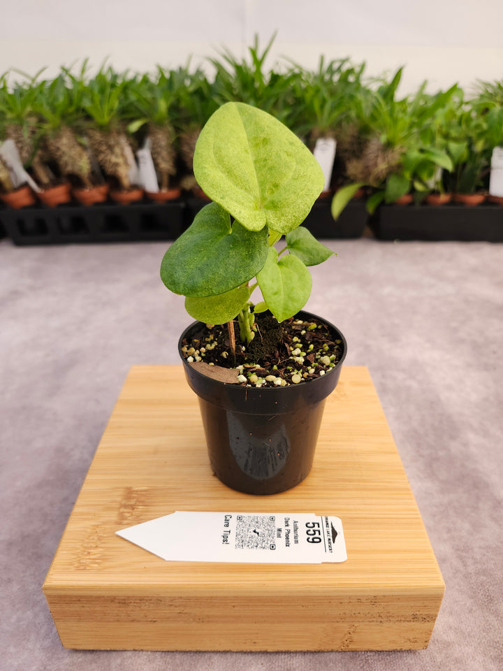 Anthurium Dark Phoenix Mint (3in) - 559