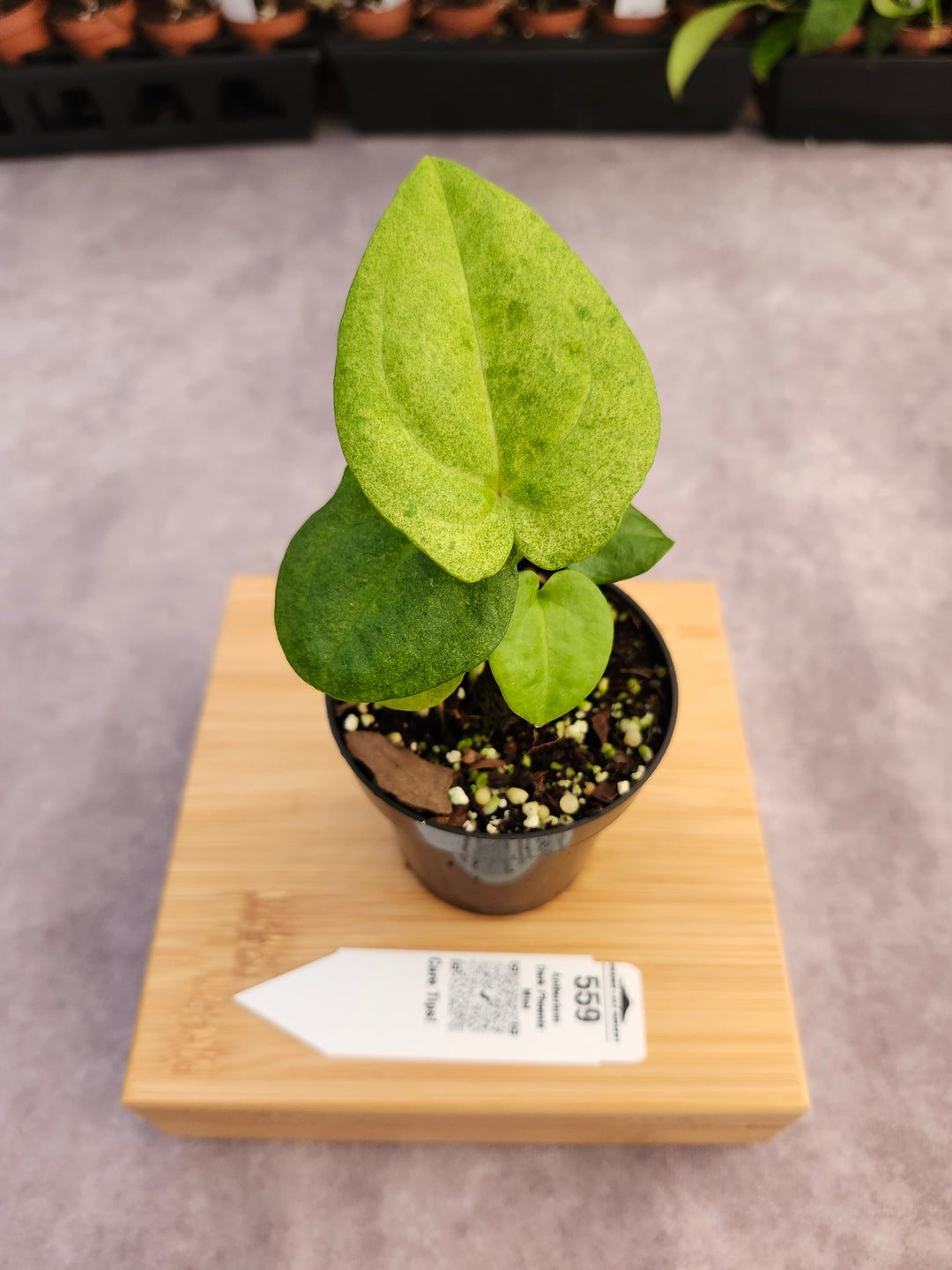 Anthurium Dark Phoenix Mint (3in) - 559