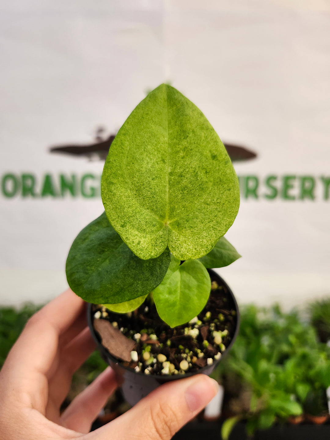 Anthurium Dark Phoenix Mint (3in) - 559
