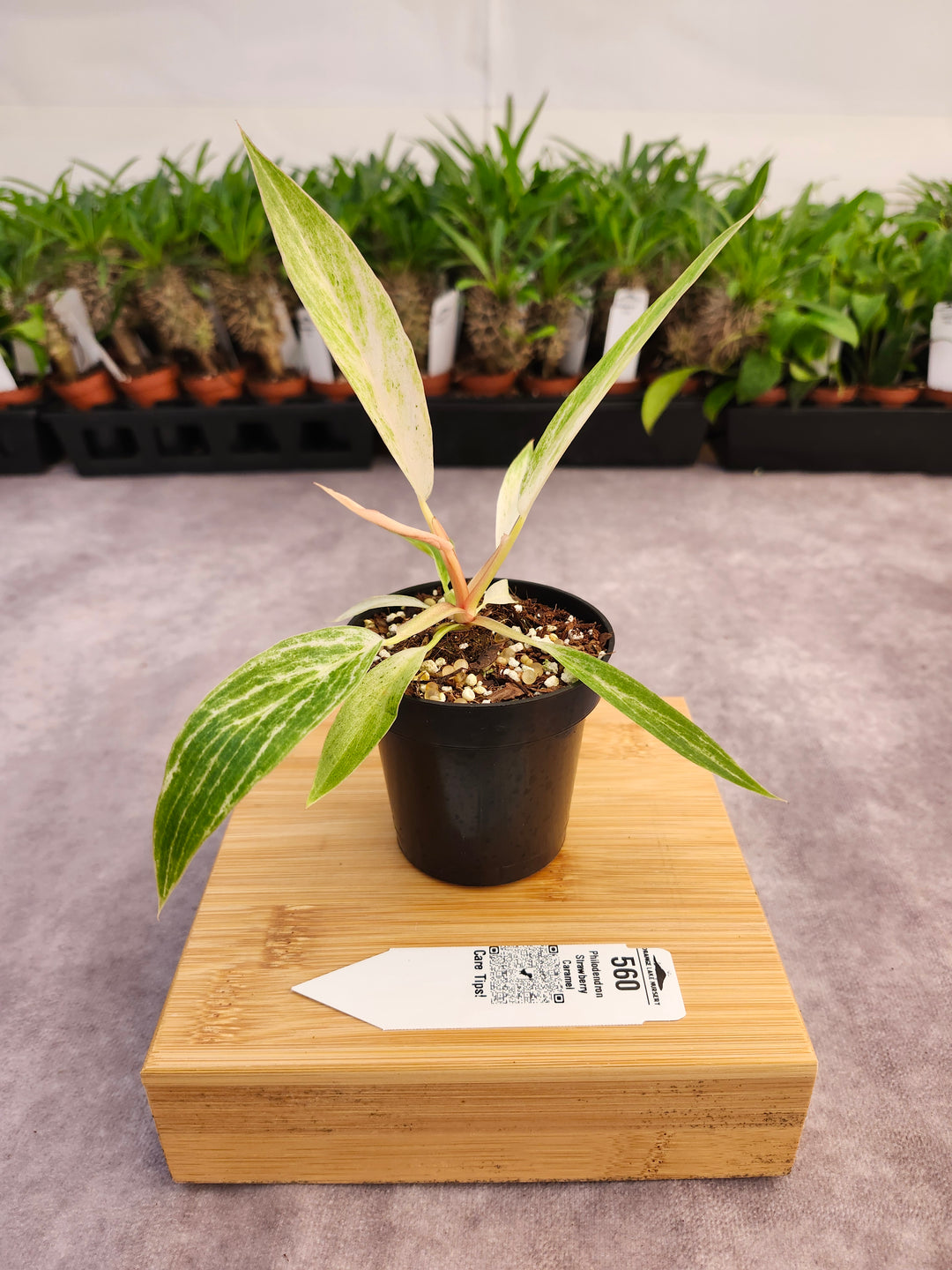 Philodendron Strawberry Caramel Marble (3in)-560