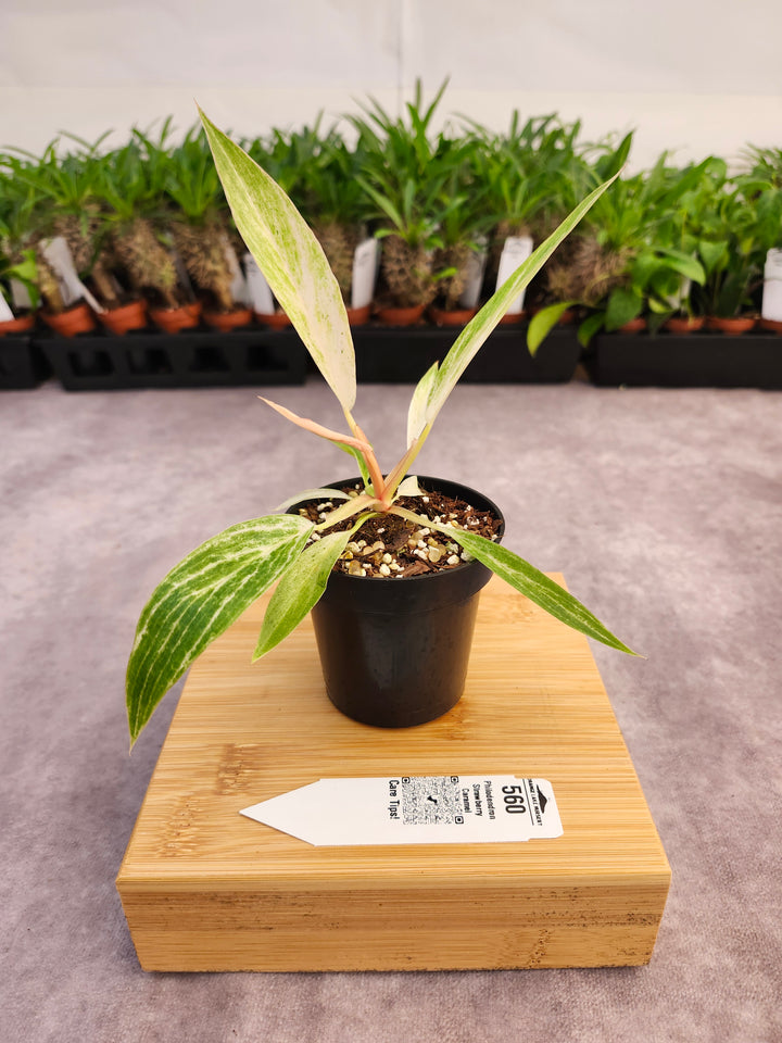 Philodendron Strawberry Caramel Marble (3in)-560