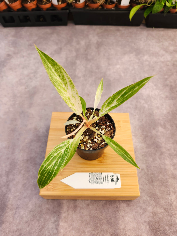 Philodendron Strawberry Caramel Marble (3in)-560