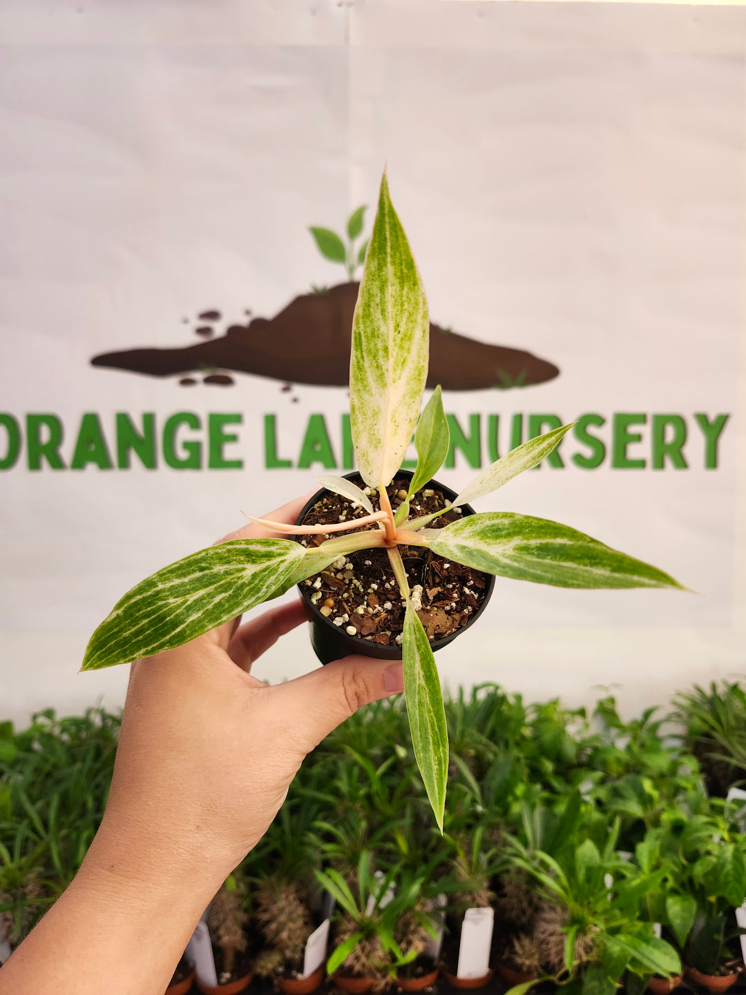 Philodendron Strawberry Caramel Marble (3in)-560