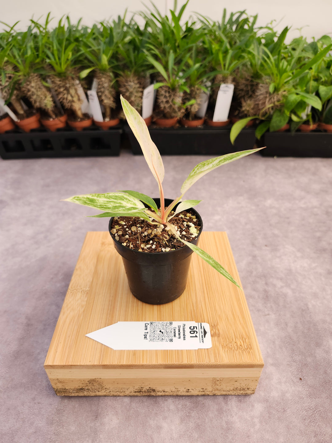 Philodendron Strawberry Caramel Marble (3in)-561