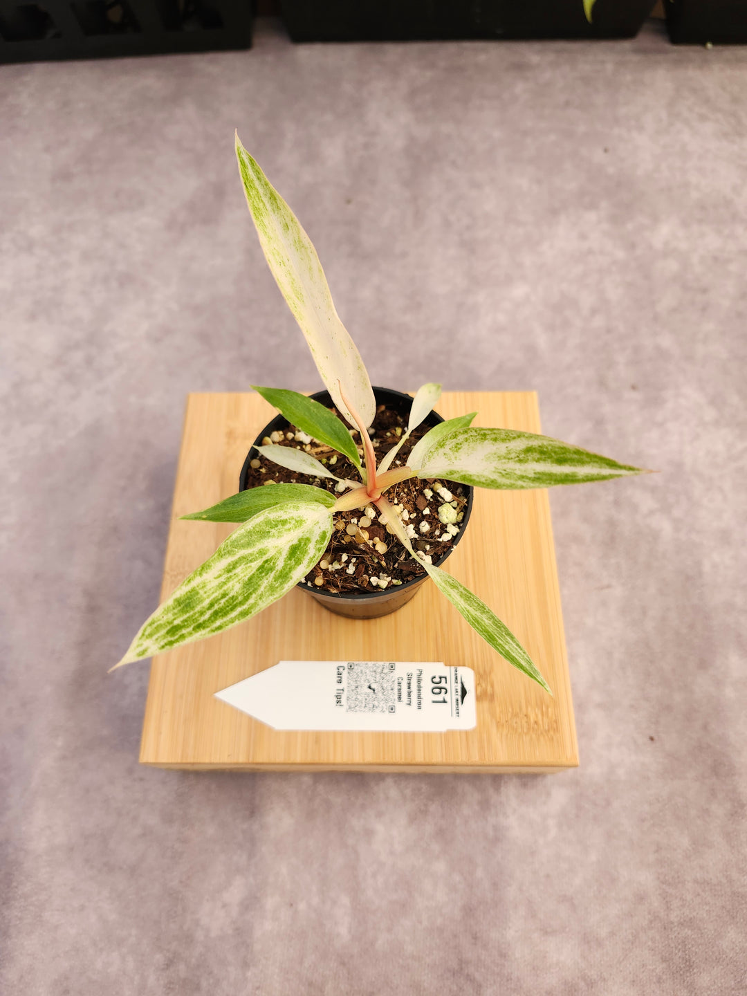 Philodendron Strawberry Caramel Marble (3in)-561