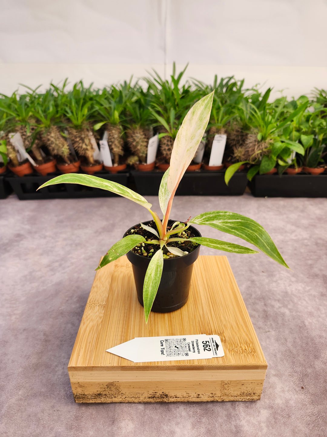 Philodendron Strawberry Caramel Marble (3in)-562