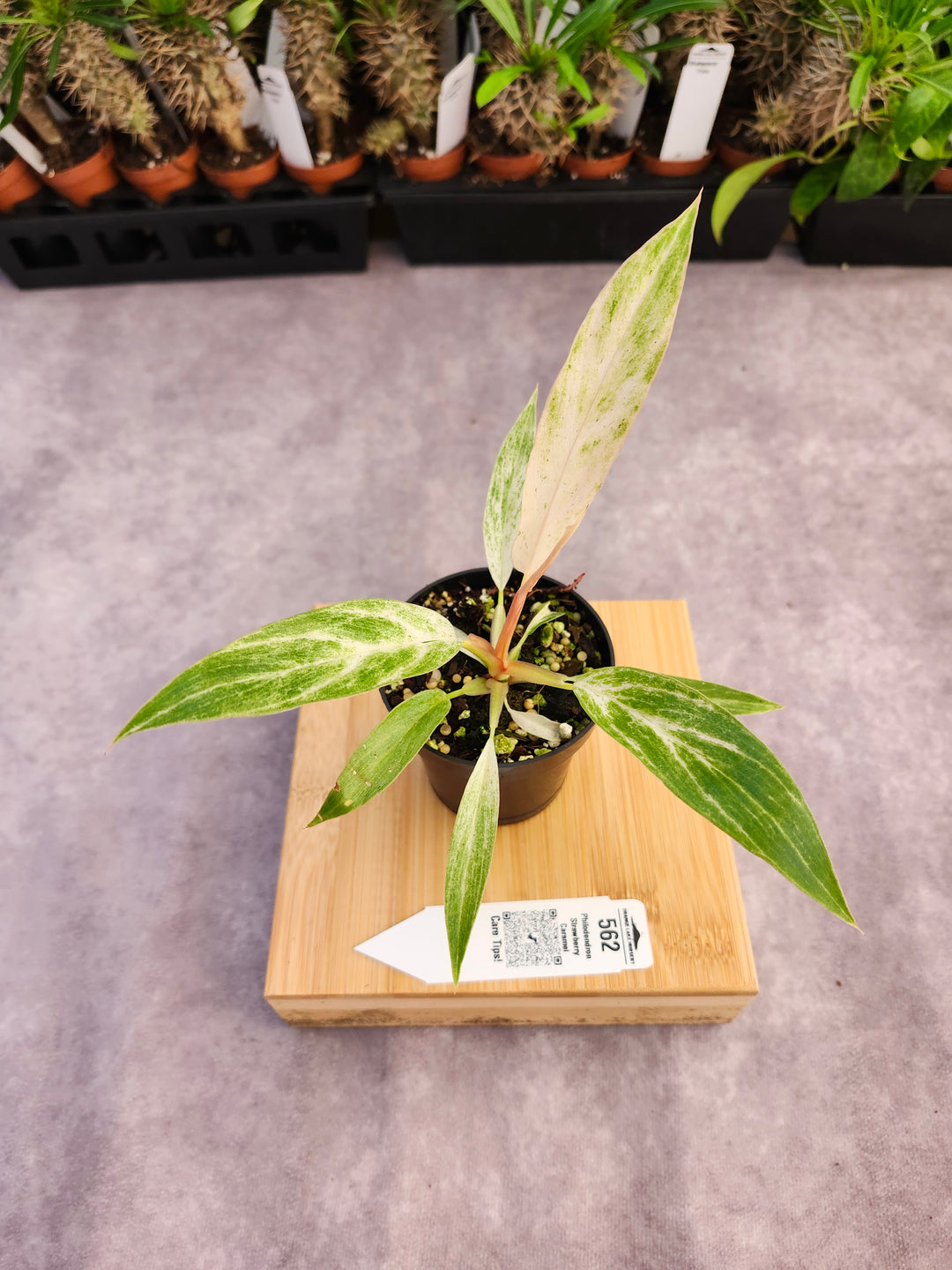 Philodendron Strawberry Caramel Marble (3in)-562