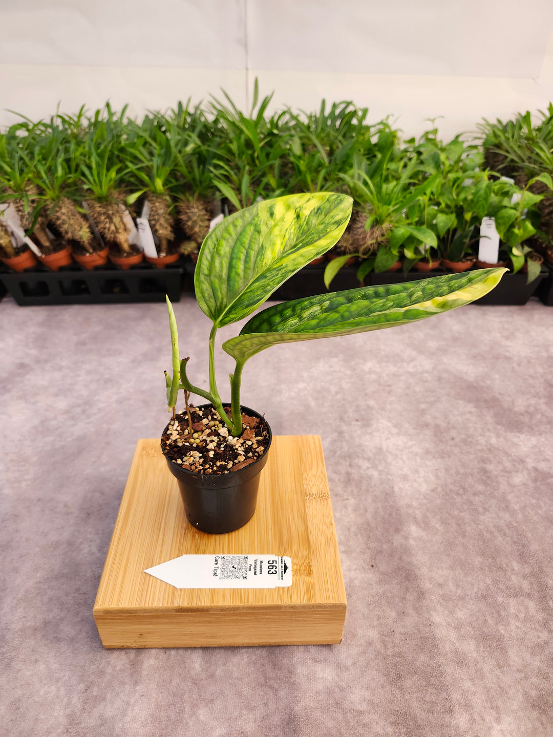 Monstera Variegated Peru (3in)-563