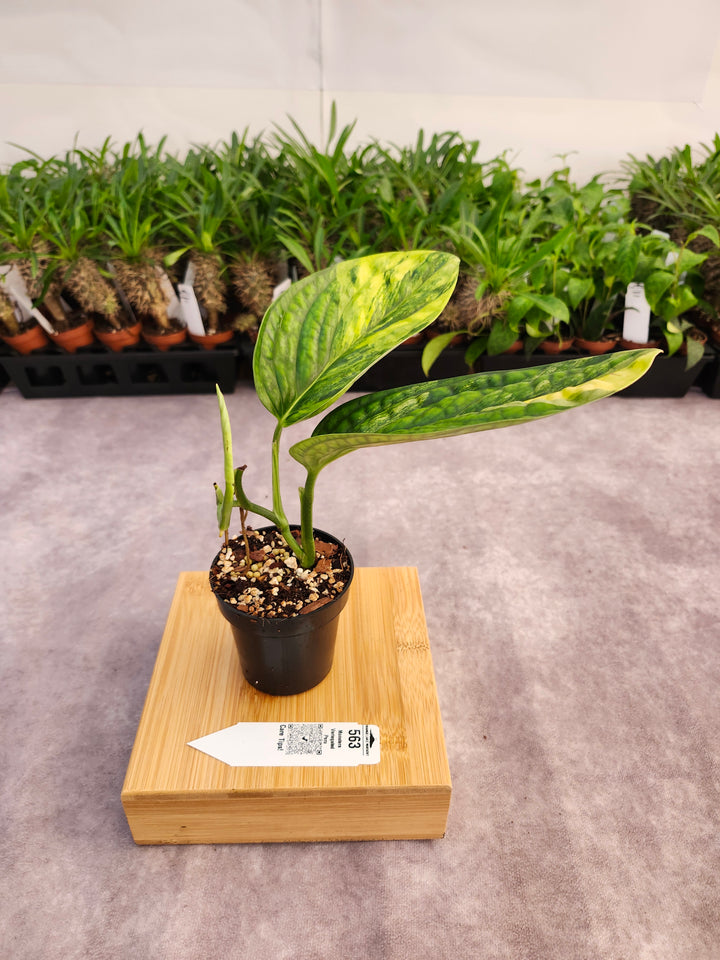 Monstera Variegated Peru (3in)-563