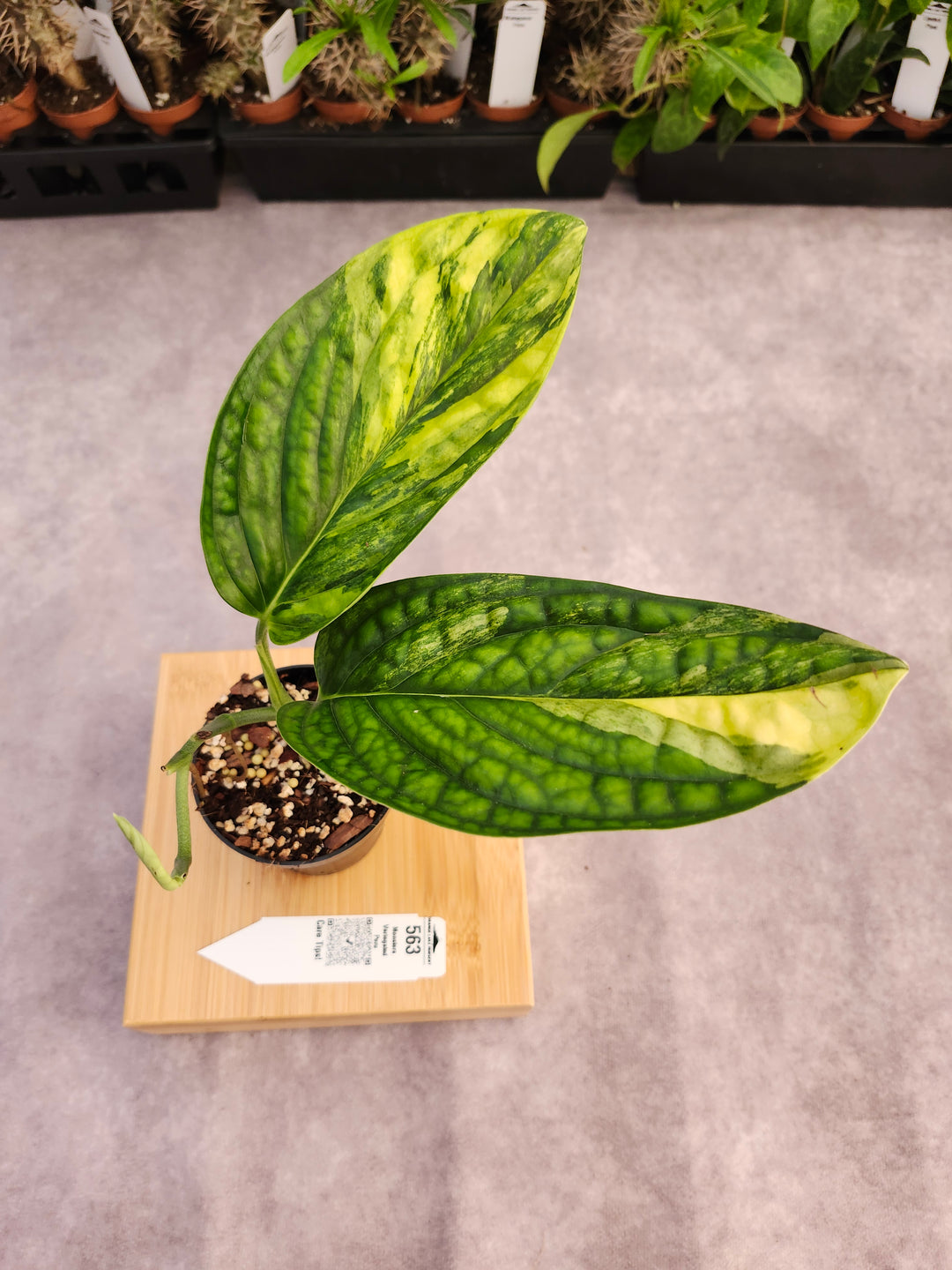 Monstera Variegated Peru (3in)-563