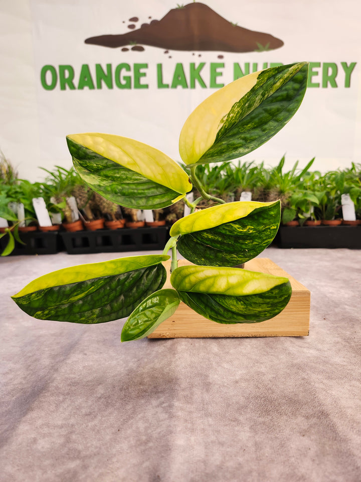 Monstera Variegated Peru (3in)-564