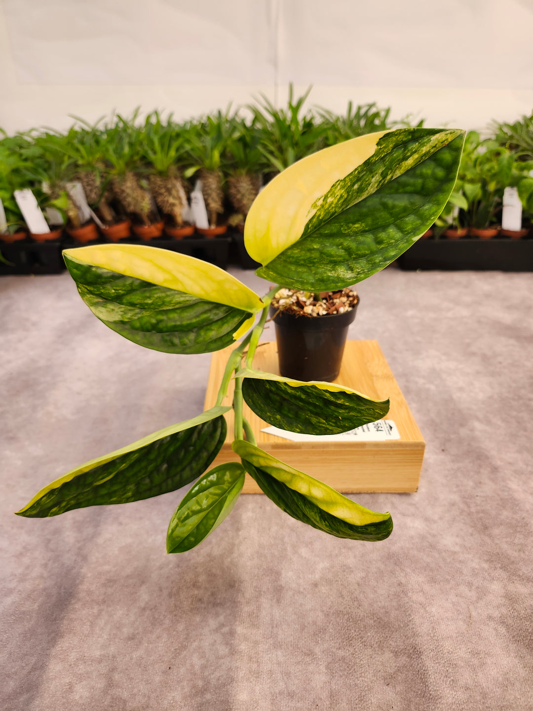 Monstera Variegated Peru (3in)-564