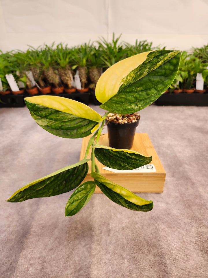 Monstera Variegated Peru (3in)-564