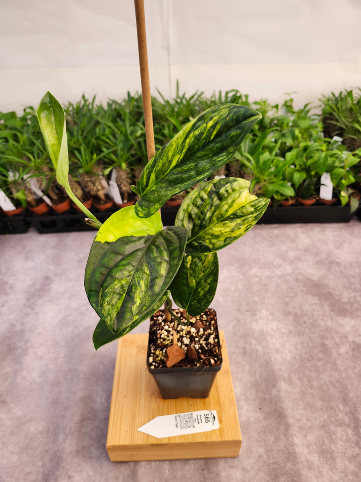 Monstera Variegated Peru (3in)-565