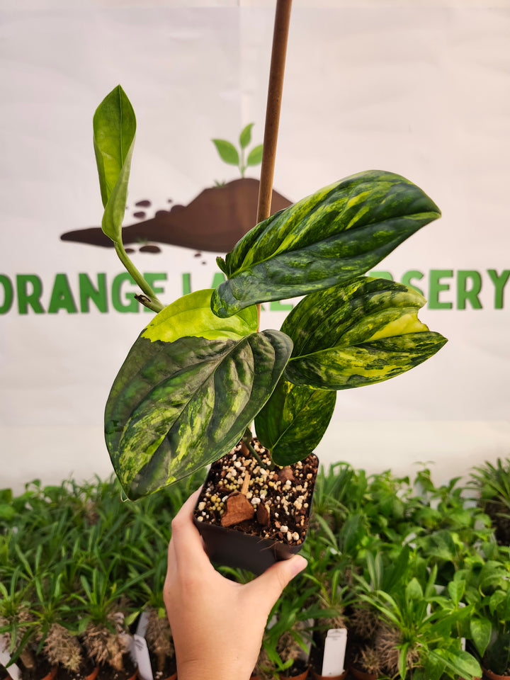 Monstera Variegated Peru (3in)-565