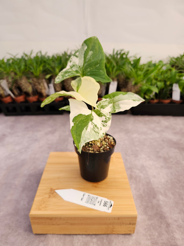 Syngonium Albo (3in)-566