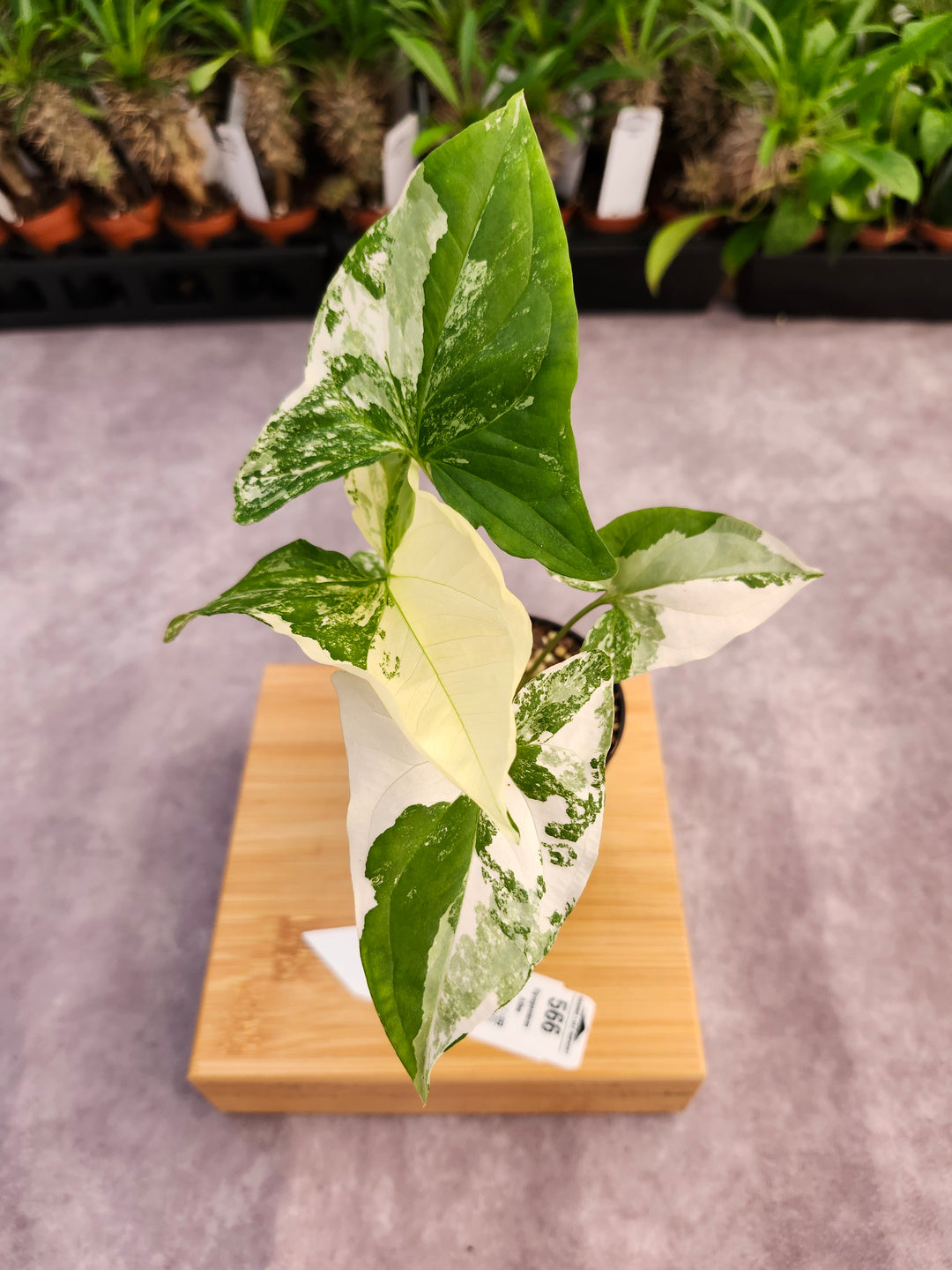 Syngonium Albo (3in)-566