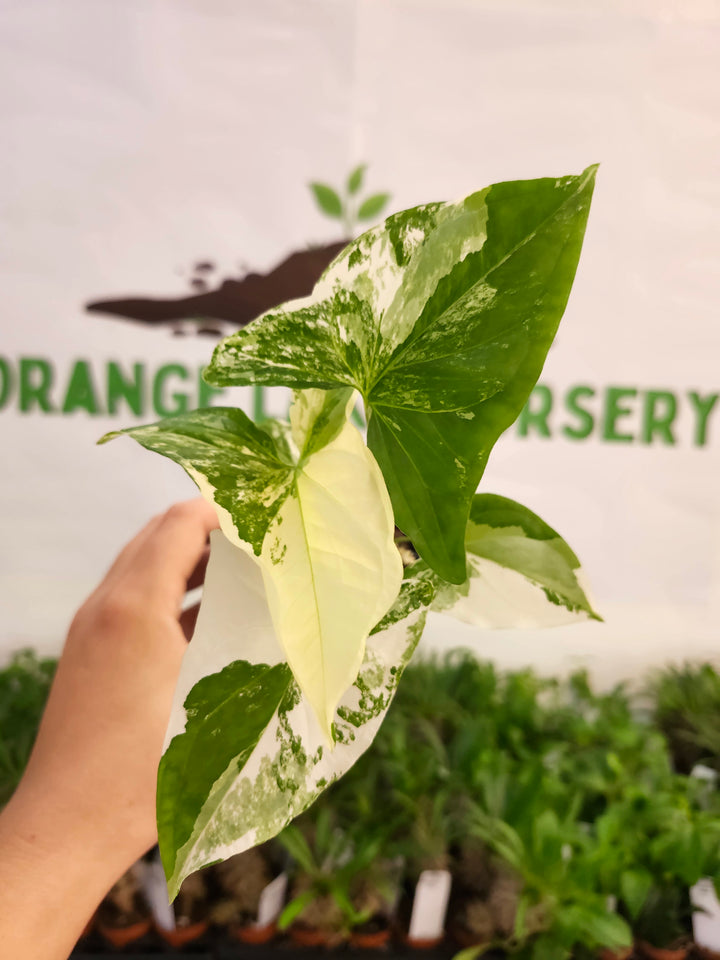 Syngonium Albo (3in)-566