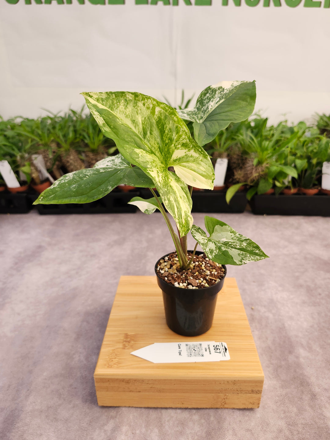 Syngonium Albo (3in)-567