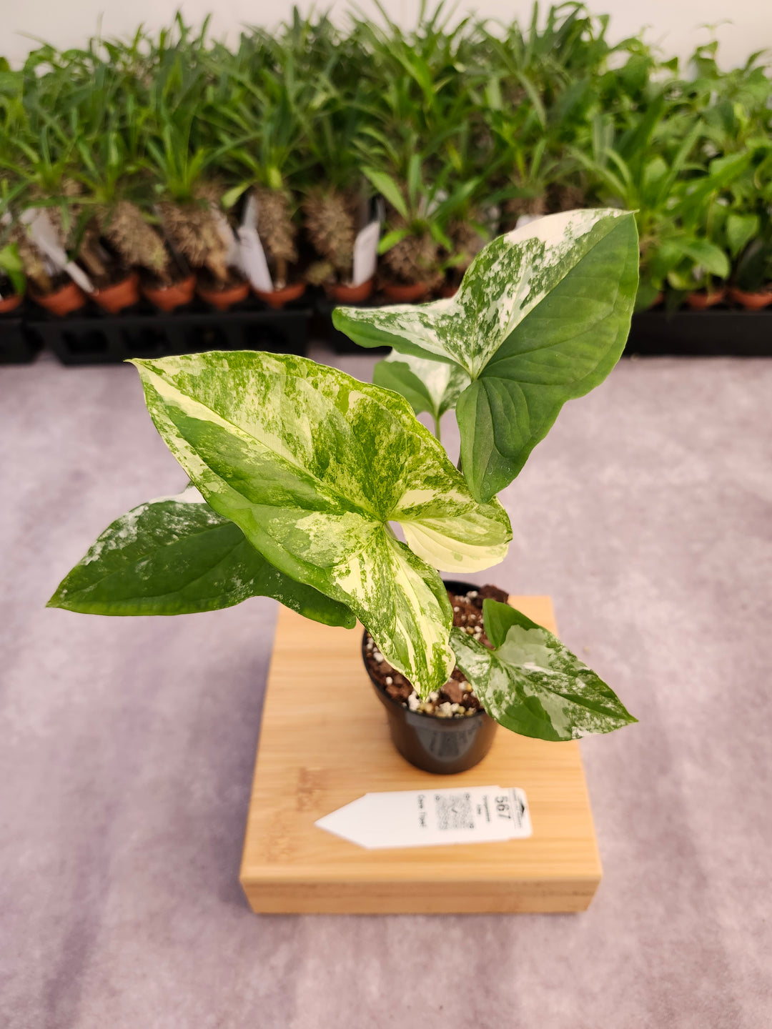 Syngonium Albo (3in)-567