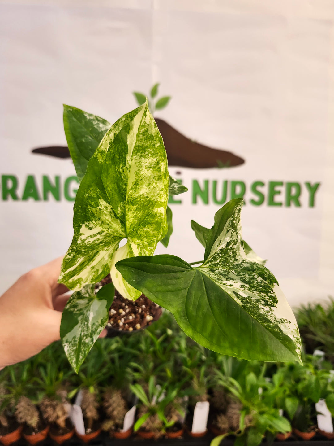 Syngonium Albo (3in)-567