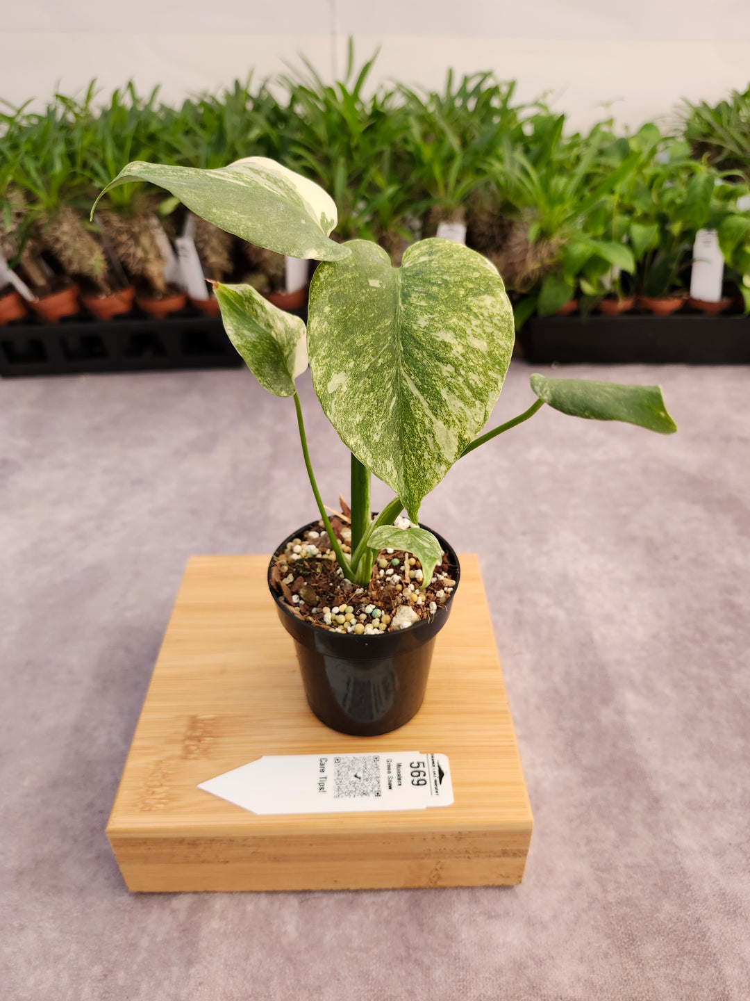 Monstera Green Snow (3in)- 569