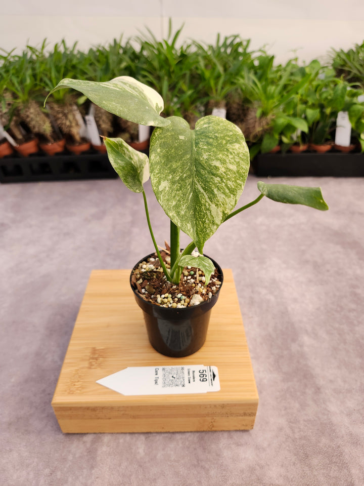 Monstera Green Snow (3in)- 569