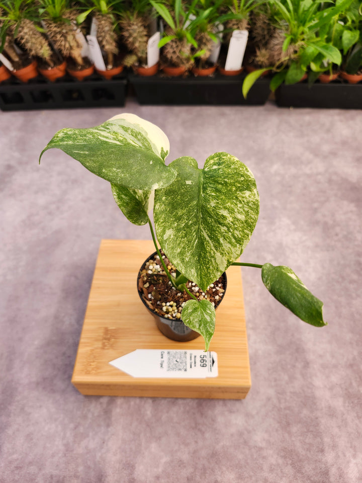 Monstera Green Snow (3in)- 569