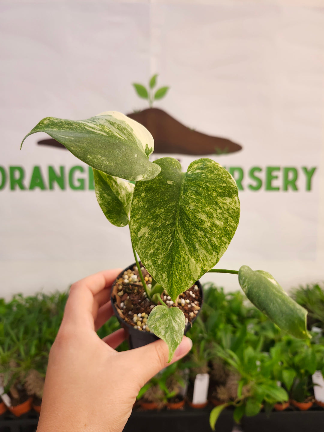 Monstera Green Snow (3in)- 569