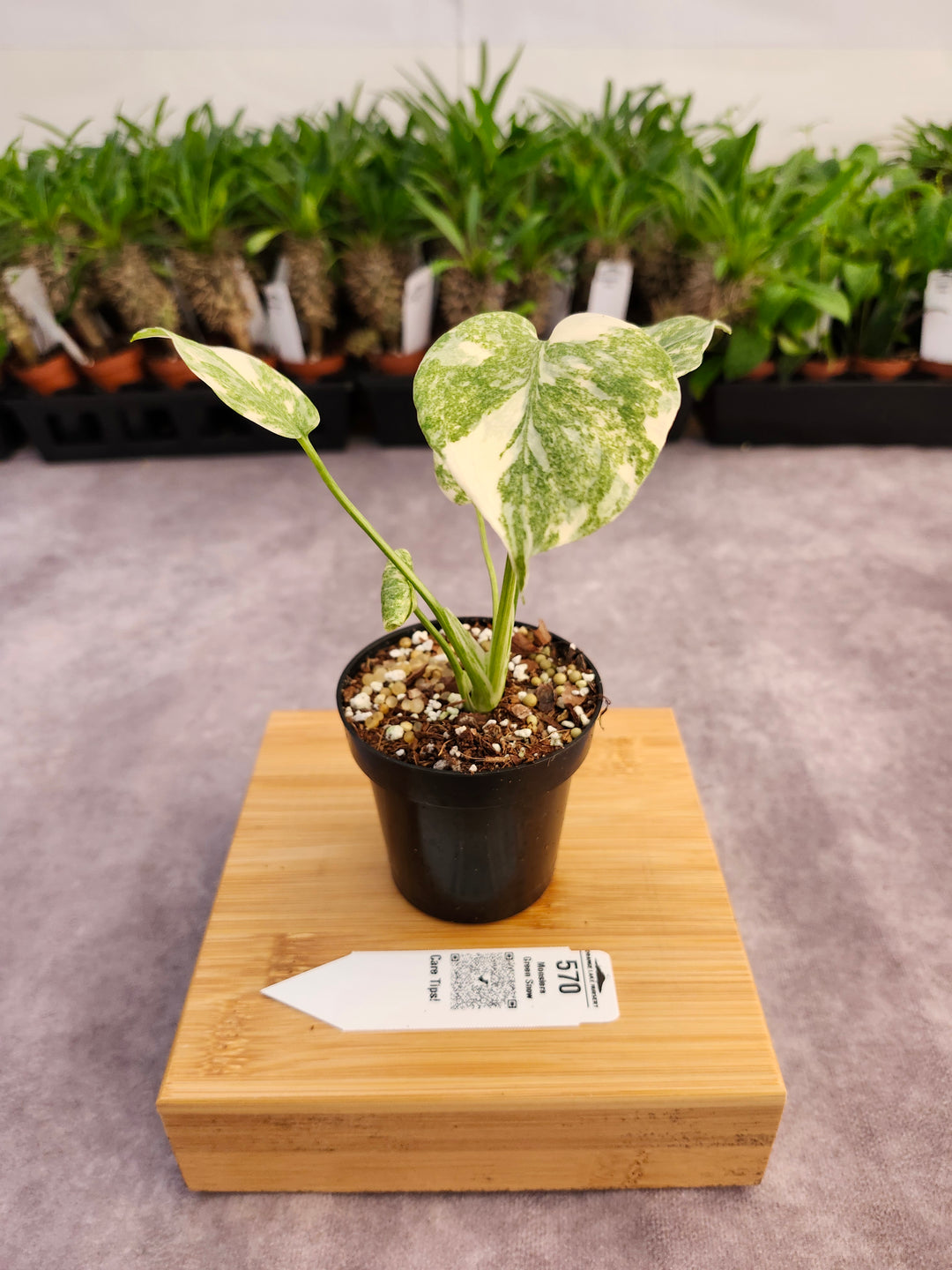 Monstera Green Snow (3in)- 570