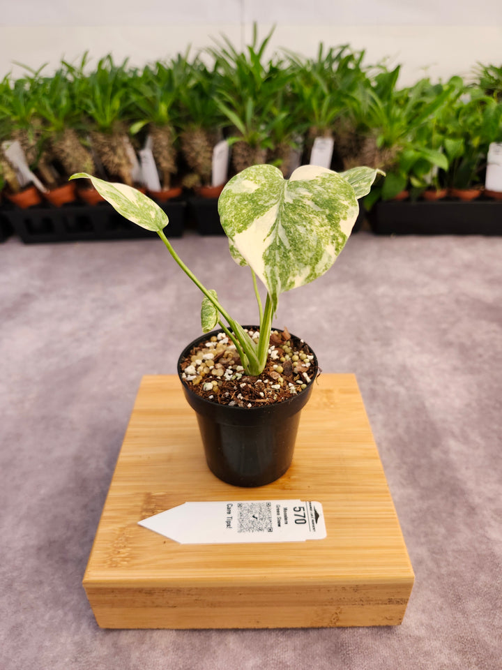 Monstera Green Snow (3in)- 570
