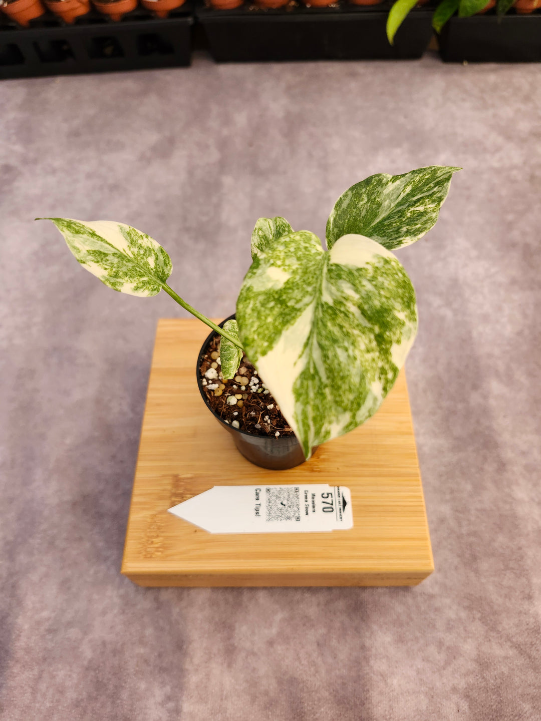 Monstera Green Snow (3in)- 570