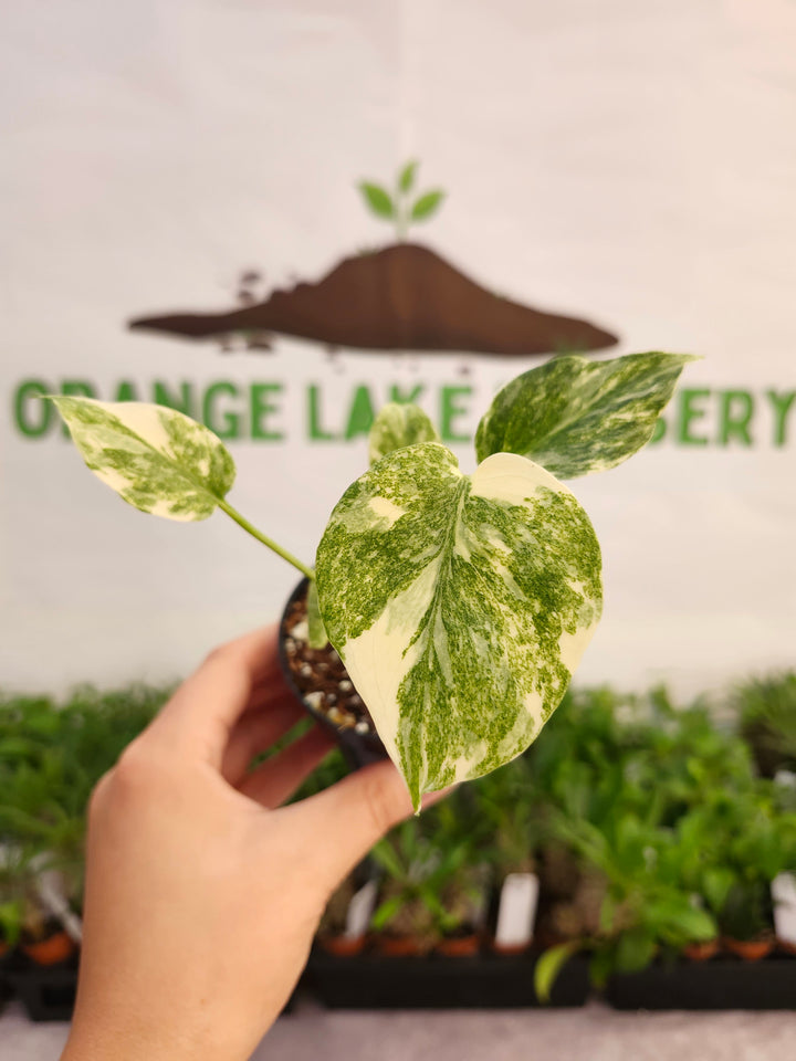 Monstera Green Snow (3in)- 570
