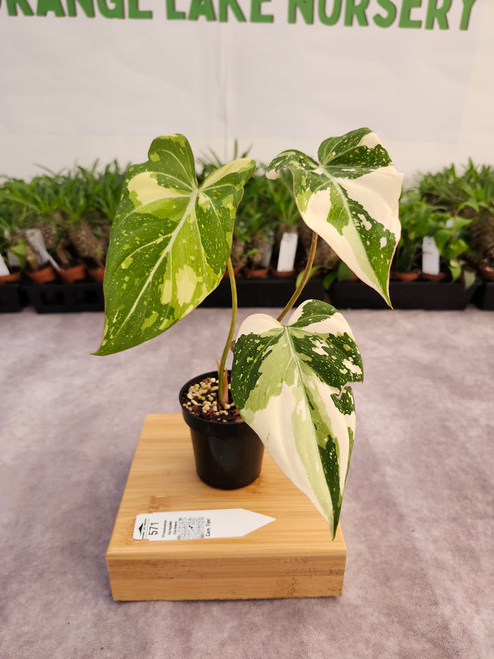 Philodendron Variegated Gloriosum (3in)-571