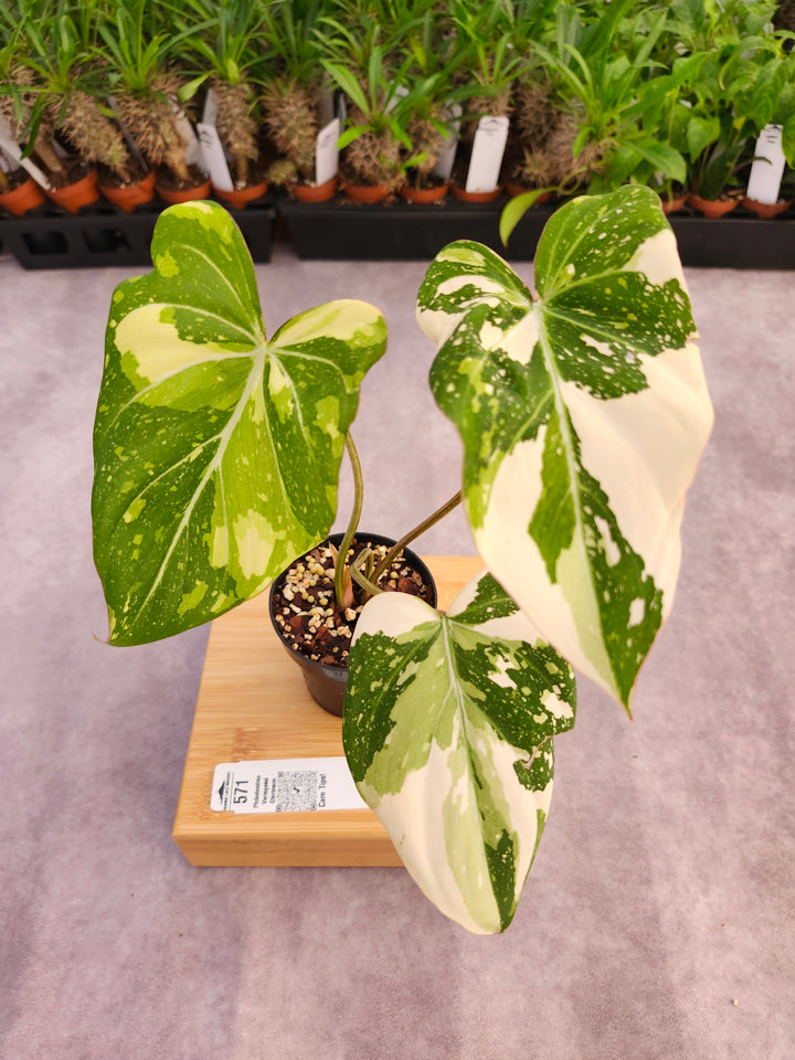 Philodendron Variegated Gloriosum (3in)-571