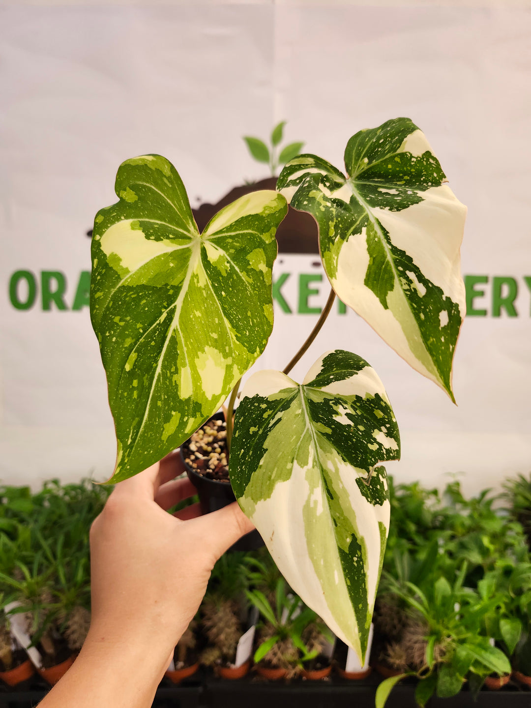 Philodendron Variegated Gloriosum (3in)-571