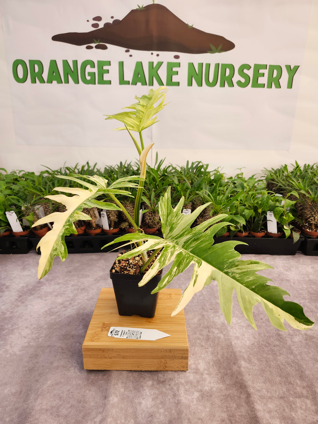 Philodendron Florida Beauty x Tortum (4in)-572