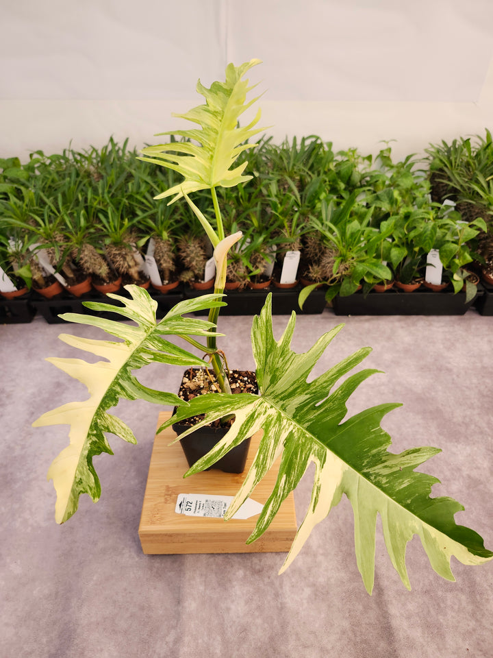 Philodendron Florida Beauty x Tortum (4in)-572